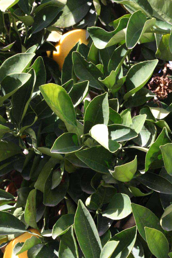            Sun leaves (Riverside, CA)   